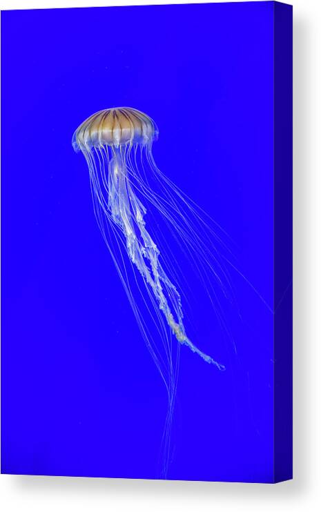 #jellyfish #art #aquarium #sea #ocean #nature #fish #water #photography #sealife #underwater #marinelife #japan #japanese #blue #yellow #gold Canvas Print featuring the photograph Japanese Jellyfish #4 by Kenny Thomas