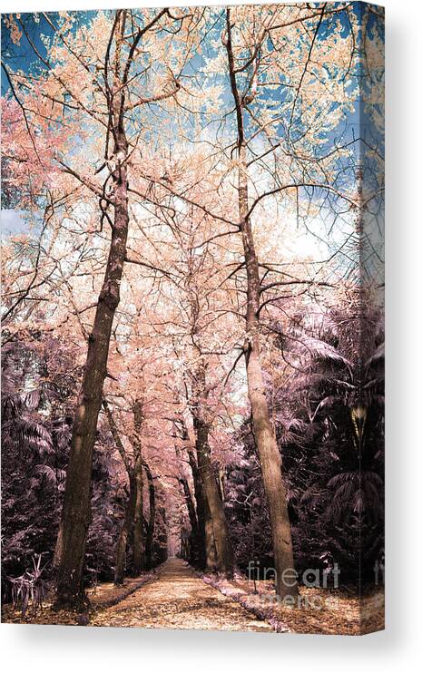 Infrared Canvas Print featuring the photograph Ginkgo biloba trees #5 by Gaspar Avila