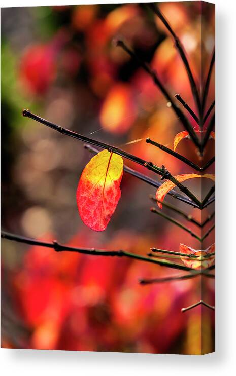 Fall Leaf Canvas Print featuring the photograph Fall Leaves #59 by Robert Ullmann