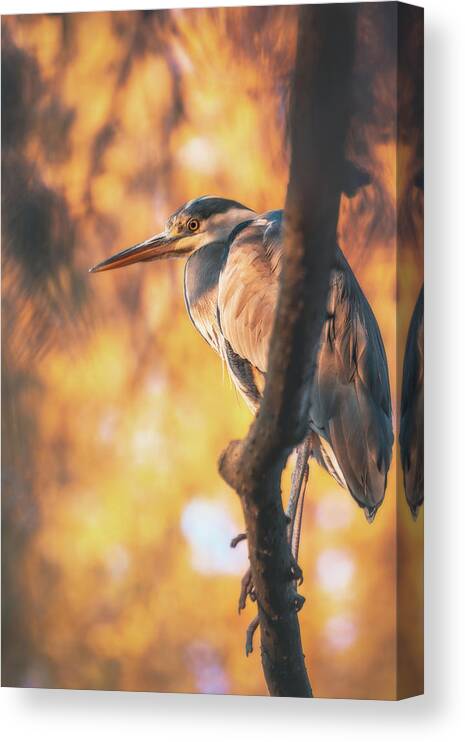 Heron Canvas Print featuring the photograph Grey Heron - Ardea cinerea #10 by Marc Braner
