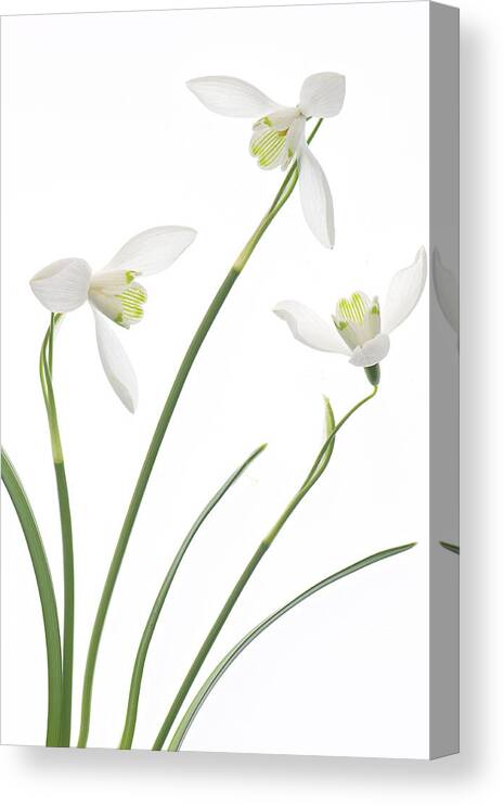 Snowdrops.galanthus Canvas Print featuring the photograph Purity #6 by Jacky Parker