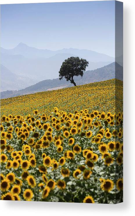 Sunflowers Canvas Print featuring the photograph 791-3 by Robert Harding Picture Library