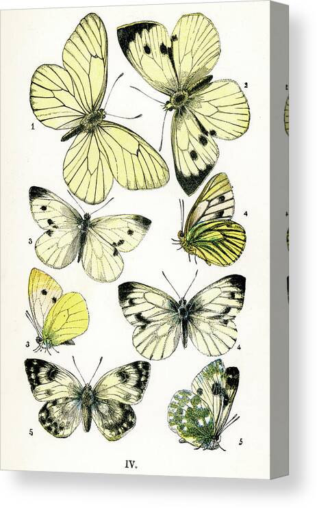 White Background Canvas Print featuring the digital art Butterflies #8 by Duncan1890