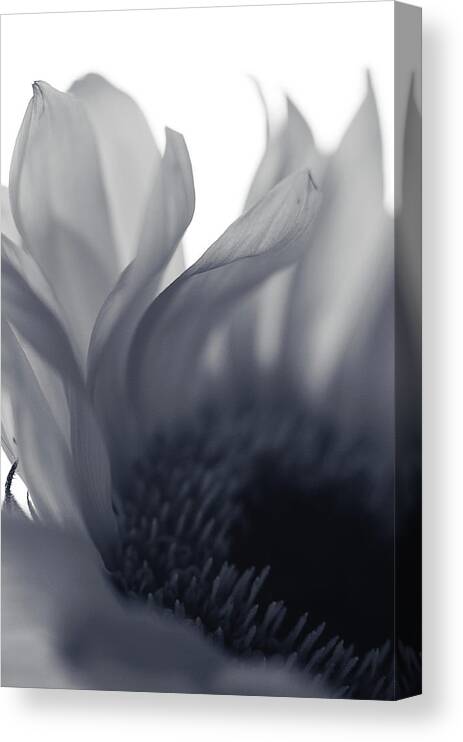 Blue Grey Flower Canvas Print featuring the photograph A Good Thing by Michelle Wermuth