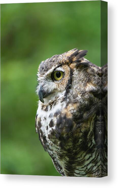 Great Horned Owl Canvas Print featuring the photograph A Great Horned Owl in Profile - Vertical by Liz Albro