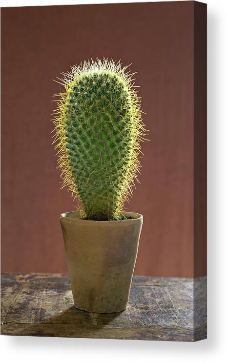 Houseplant Canvas Print featuring the photograph A Large Prickly Succulent Cactus Plant by Mint Images/ Helen Norman