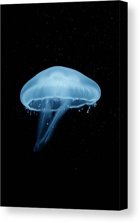 Underwater Canvas Print featuring the photograph A Moon Jellyfish Aurelia Aurita Berlin by Andreas Schlegel