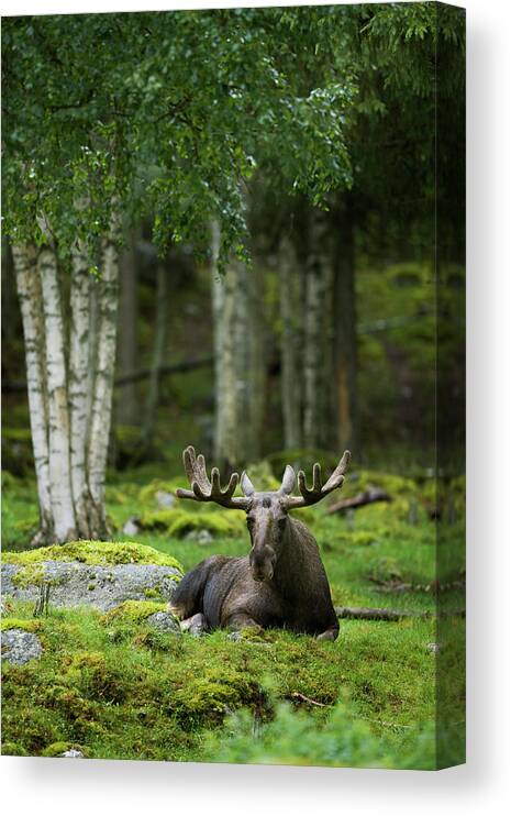 Horned Canvas Print featuring the photograph A Moose Laying Down Sweden by Plattform