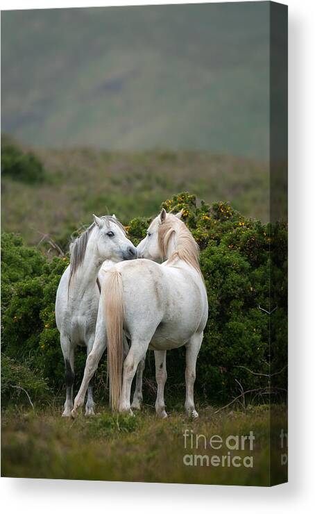 Equestrian Canvas Print featuring the photograph A Pair Of Welsh Mountain Ponies Greet by Philip Ellard