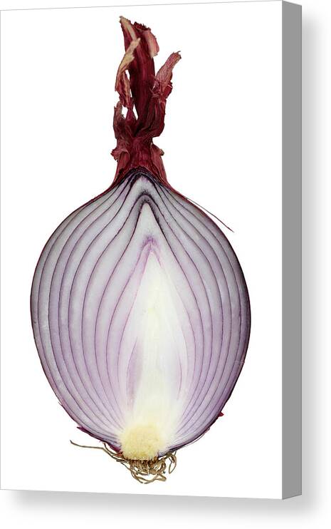 White Background Canvas Print featuring the photograph A Red Onion Cut In Half On White by Suzifoo