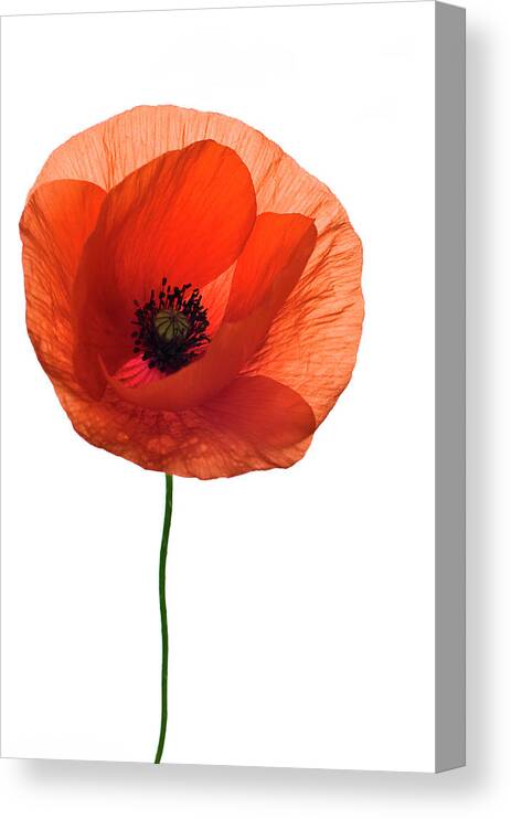 Large Red Poppy Black White Canvas Wall Art Pictures XL Prints 4135 