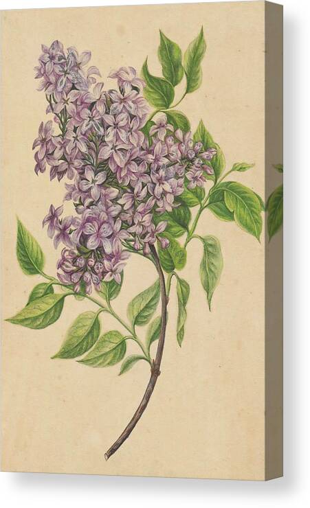 Lilac Canvas Print featuring the painting A Twig Of Lilac by Henryka Beyer