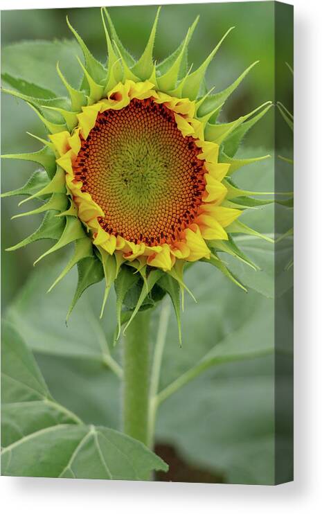 Sunflower Canvas Print featuring the photograph About Face by Mary Anne Delgado
