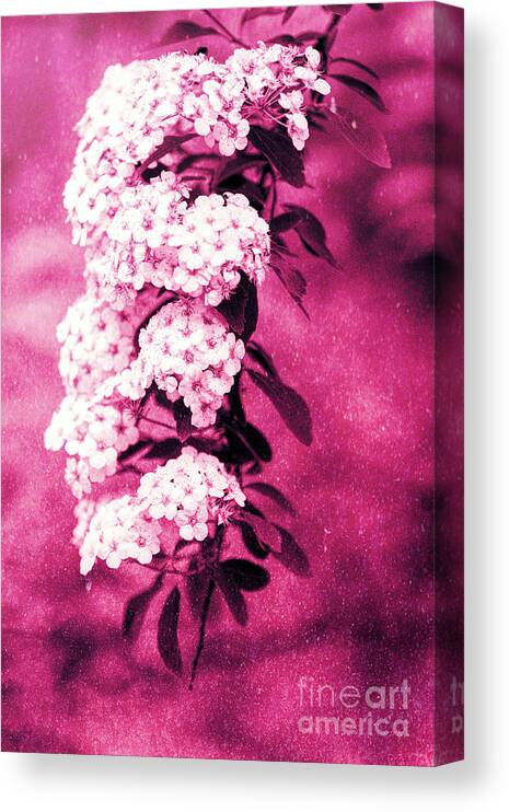 Spirea Canvas Print featuring the photograph Abstract Spirea Cascade in Red by Anita Pollak