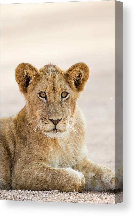 Sebastian Kennerknecht Canvas Print featuring the photograph African Lion Cub In Kafue National Park by Sebastian Kennerknecht
