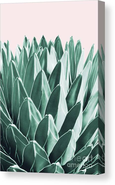 Photography Canvas Print featuring the mixed media Agave Chic #10 #succulent #decor #art by Anitas and Bellas Art