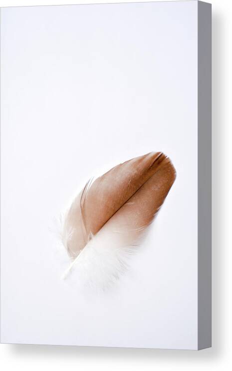 Feather Photograph Canvas Print featuring the photograph Air by Michelle Wermuth