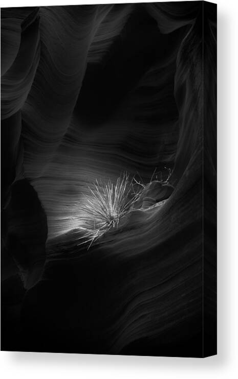 Gras Canvas Print featuring the photograph Alone In The Dark by Mike Kreiten