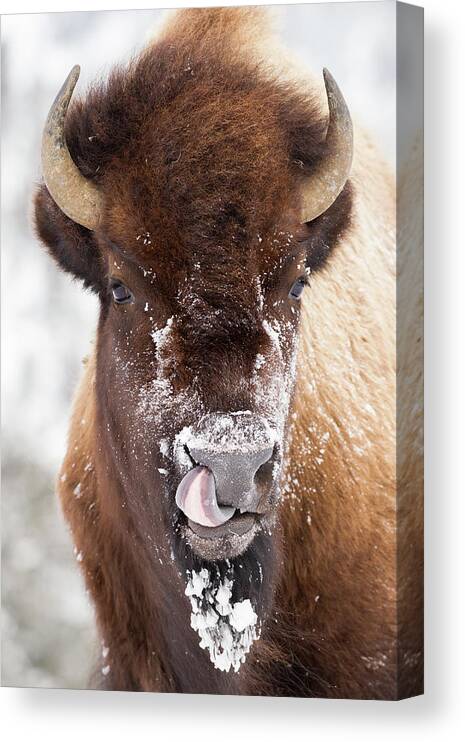 Sebastian Kennerknecht Canvas Print featuring the photograph American Bison Licking Nose by Sebastian Kennerknecht