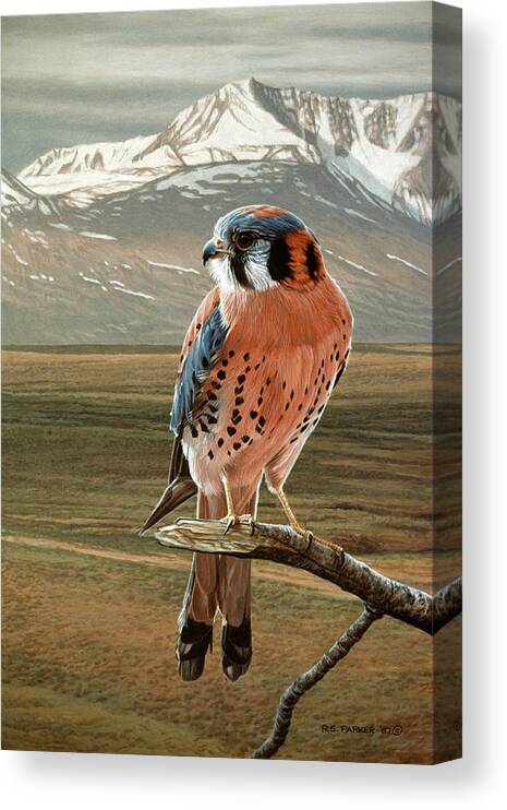 An American Kestrel Rests On A Tree Limb Canvas Print featuring the painting American Kestrel by Ron Parker