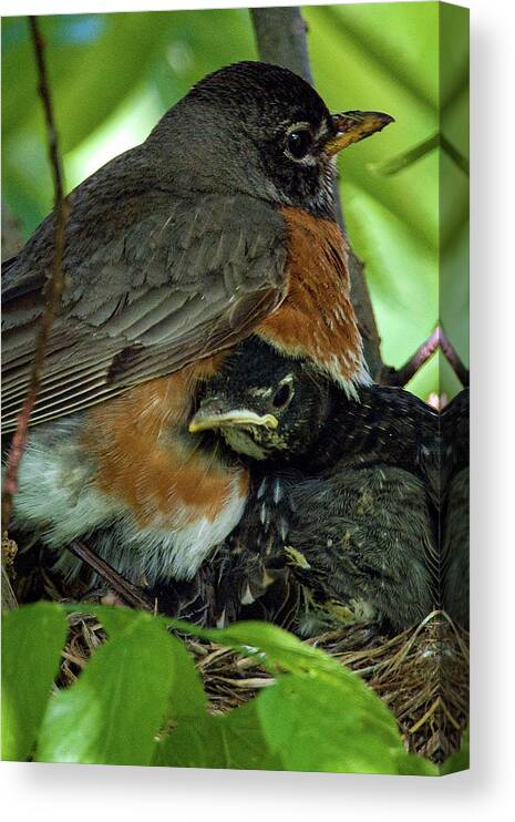 American Robin Canvas Print featuring the photograph American Robin by Jeff Phillippi