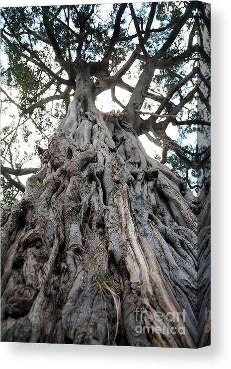 Big Canvas Print featuring the photograph Ancient Olive Tree In The Masai Mara by Paul Banton