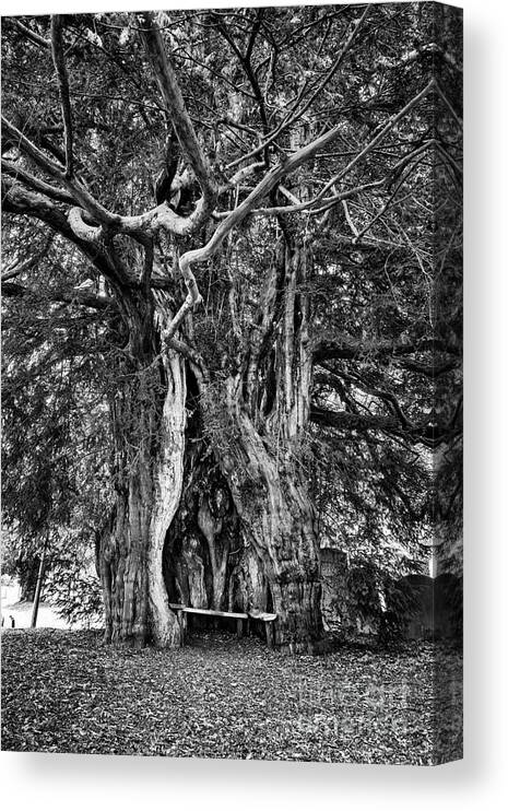 Ancient Yew Canvas Print featuring the photograph Ancient Yew by Tim Gainey