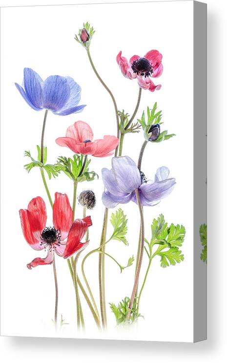 Anemone Canvas Print featuring the photograph Anemone De Caen by Mandy Disher