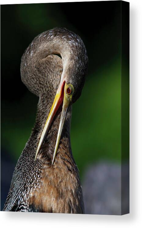 Anhinga Trail Canvas Print featuring the photograph Anhinga combing Feathers by Donald Brown