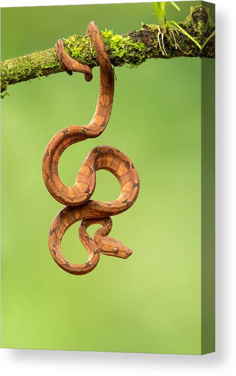 Nature Canvas Print featuring the photograph Annulated Tree Boa by Milan Zygmunt