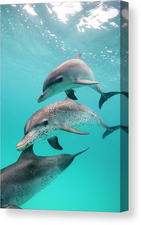 Underwater Canvas Print featuring the photograph Atlantic Spotted Dolphin Stenella by Stephen Frink