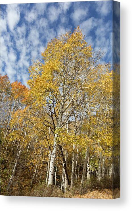 Autumn Leaves Canvas Print featuring the photograph Autumn Aspen in the Abajos by Kathleen Bishop