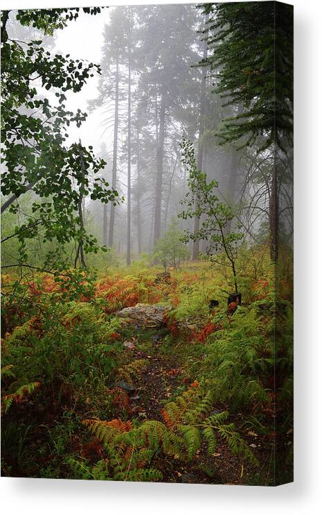 Autumn Canvas Print featuring the photograph Autumn fog by Chance Kafka