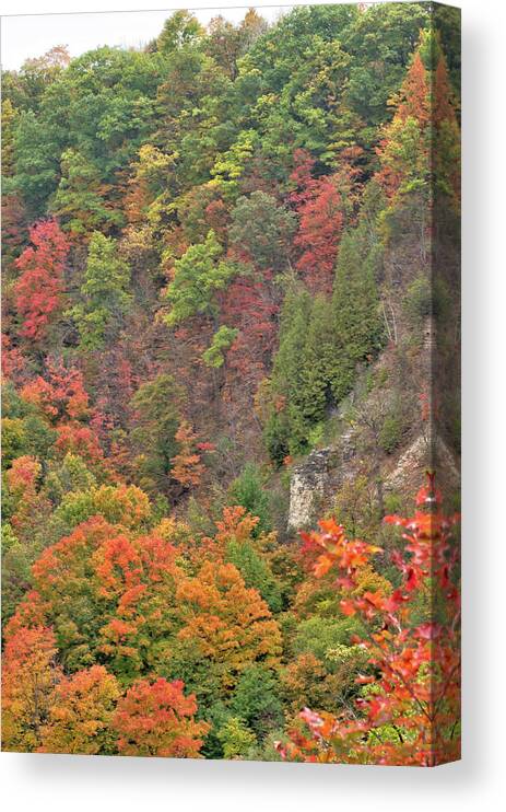 Canada Canvas Print featuring the photograph Autumn Foliage by Nick Mares