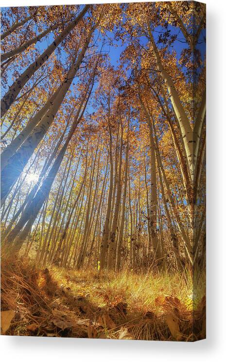 Fall Colors Canvas Print featuring the photograph Autumn Giants by Tassanee Angiolillo