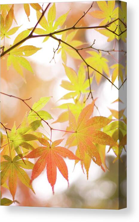 Hanging Canvas Print featuring the photograph Autumn Leaves by Cocoaloco