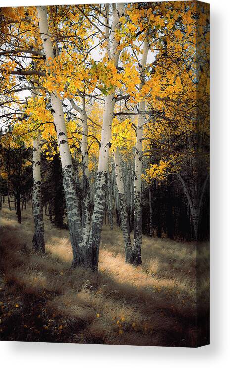 Aspen Trees Canvas Print featuring the photograph Autumn Sigh by The Forests Edge Photography - Diane Sandoval