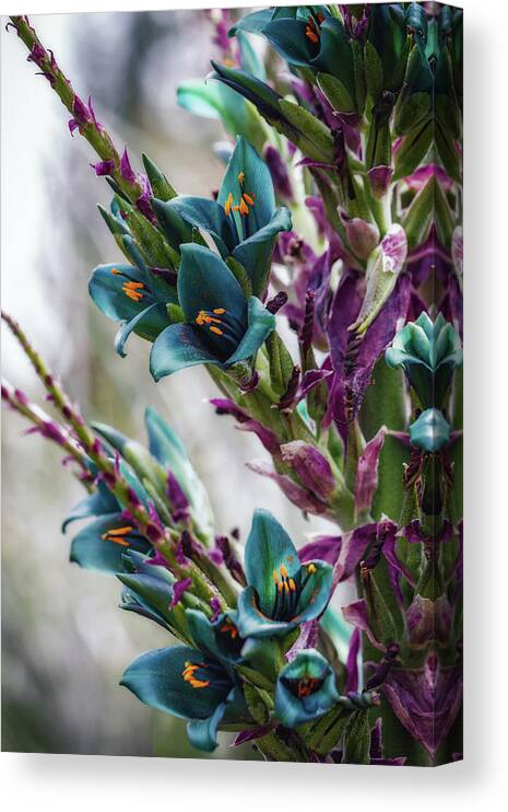 Flower Canvas Print featuring the photograph Azure Dreams by Laura Roberts