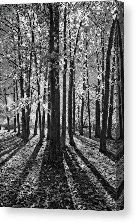 Landscape Canvas Print featuring the photograph Backlit Autumn Trees by Allan Van Gasbeck