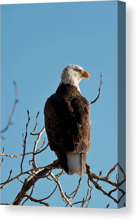 Animal Themes Canvas Print featuring the photograph Bald Eagle Perch At Lake Coeur Dalene by Mike Berenson / Colorado Captures