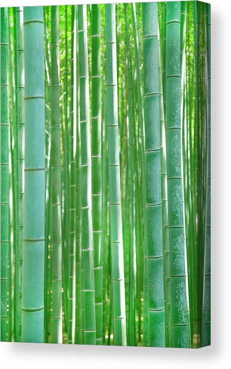 Bamboo Canvas Print featuring the photograph Bamboo Forest by Grant Faint