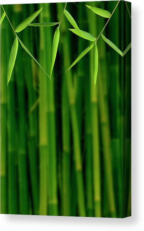 Tropical Rainforest Canvas Print featuring the photograph Bamboo Jungle by Pixhook