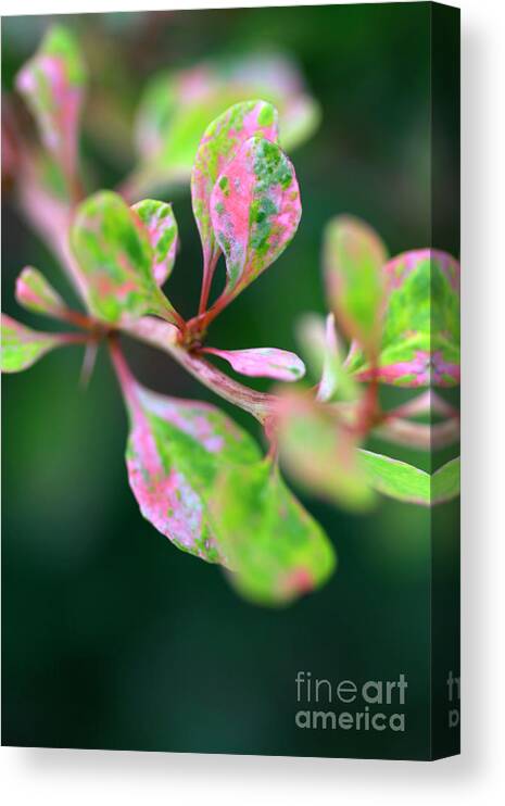 Botanical Canvas Print featuring the photograph Barberry (berberis 'starburst') by Geoff Kidd/science Photo Library