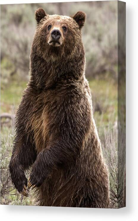 Grizzly Bear Canvas Print featuring the photograph Bear 399 by Steve Stuller