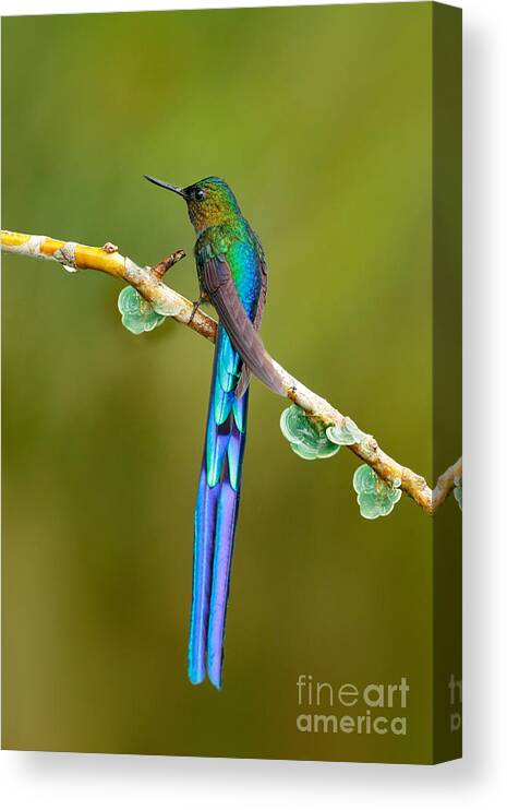 Magic Canvas Print featuring the photograph Beautiful Blue Glossy Hummingbird by Ondrej Prosicky