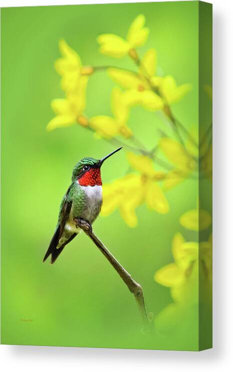 Hummingbird Canvas Print featuring the photograph Beautiful Summer Hummer by Christina Rollo