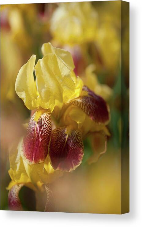 Jenny Rainbow Fine Art Photography Canvas Print featuring the photograph Beauty of Irises. 'Iris King by Jenny Rainbow