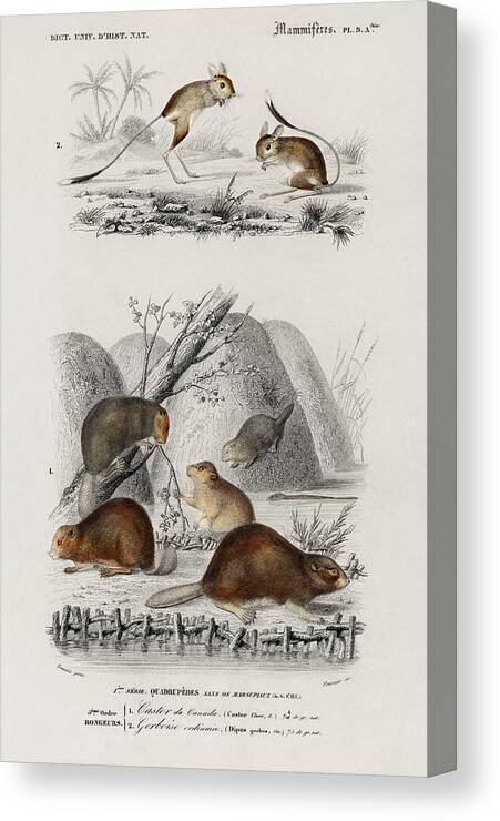 Beaver Canvas Print featuring the painting Beaver Castor and Jerboa Dipus illustrated by Charles Dessalines D Orbigny 1806-1876 by Celestial Images