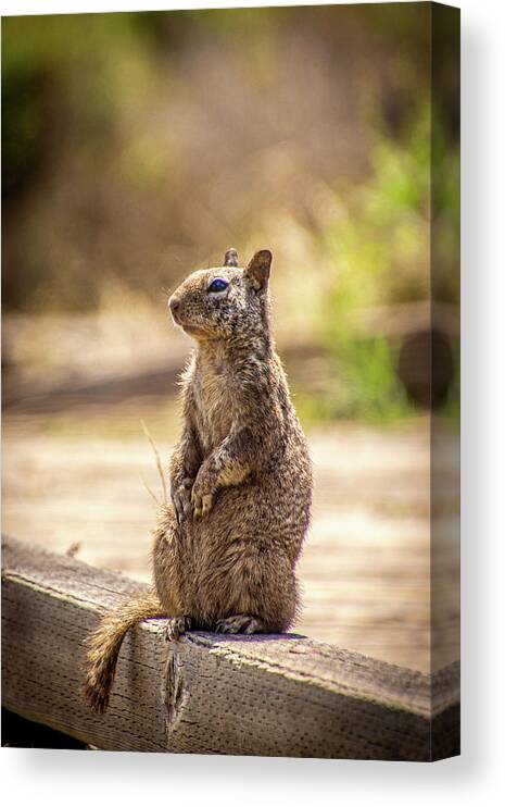 California Beach Squirrel Canvas Print featuring the photograph Beach ground squirrel by Donald Pash