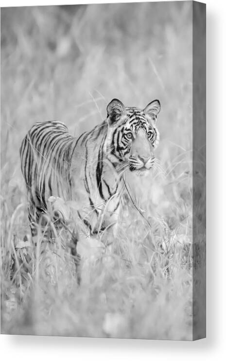Blackandwhite Canvas Print featuring the photograph Bengal Tiger Panthera Tigris Tigris by K.D. Leperi